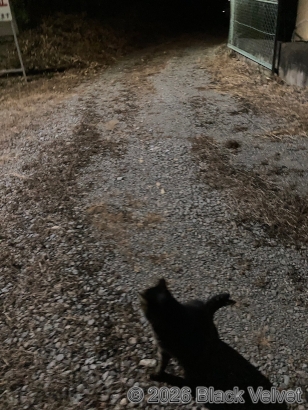 暗闇を凝視する次郎ちゃん（猫）